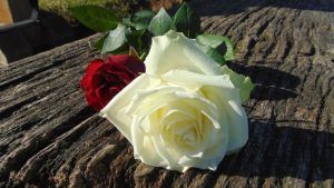 Weiße und rote Rose
